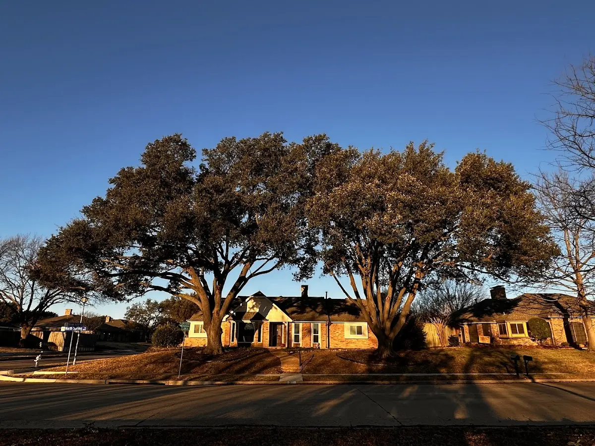 Established residential canopy tree shading a home in Scio